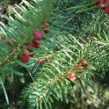 Abies cephalonica 'Appolinis' rameau